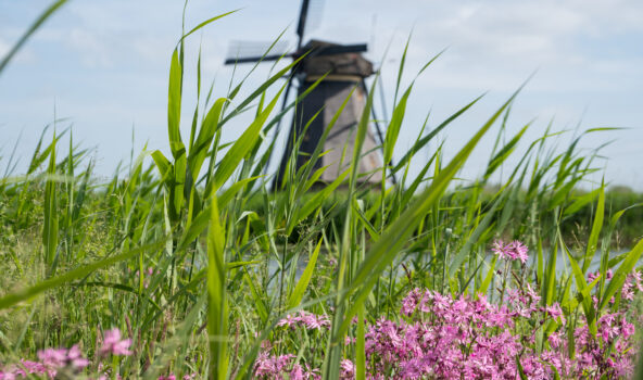 Mei, kinderdijk, molen, lente