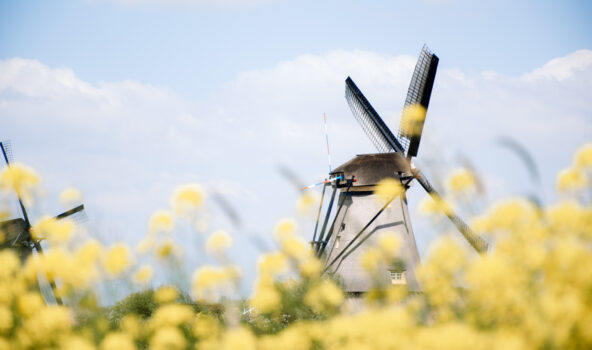 April, lente, bloemen, molen, kinderdijk